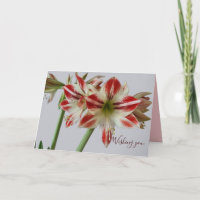 Beautiful Amaryllis flower & custum text birthday