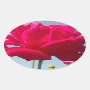 Beautiful Amazing Hakuna Matata Rose For the Bride Oval Sticker