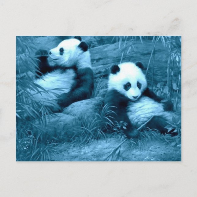 beautiful amazing panda's postcard (Front)