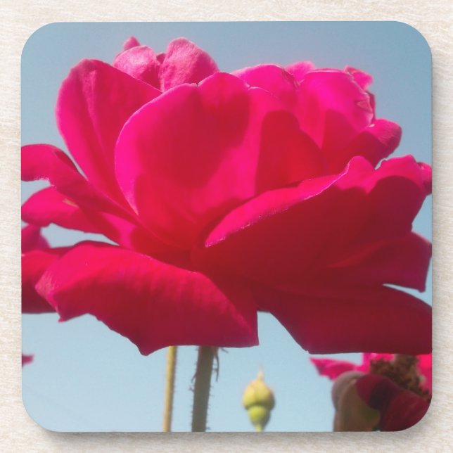 Beautiful Amazing  Rose For the Bride Coaster (Front)