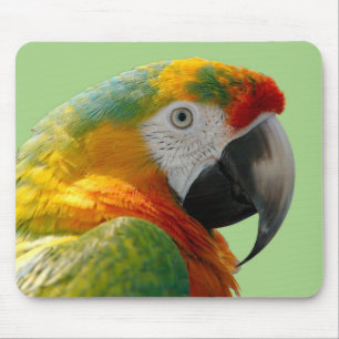 Beautiful and Colourful Macaw Parrot Mouse Pad