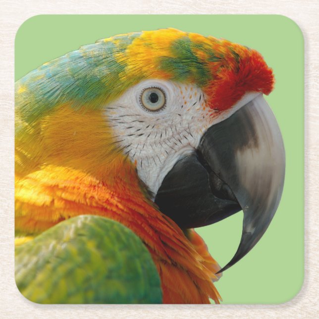 Beautiful and Colourful Macaw Parrot Square Paper Coaster (Front)