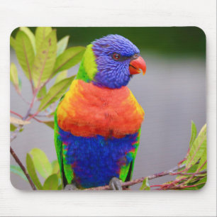 Beautiful and Colourful Rainbow Lorikeet Parrot Mouse Pad