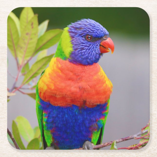 Beautiful and Colourful Rainbow Lorikeet Parrot Square Paper Coaster (Front)