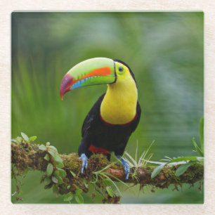 Beautiful and Colourful Tropical Toucan Bird Glass Coaster