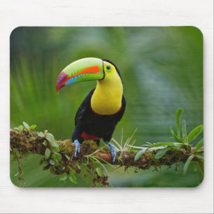 Beautiful and Colourful Tropical Toucan Bird Mouse Pad