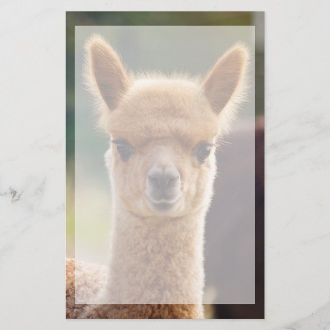 Beautiful Animal Alpaca Stationery (Front)