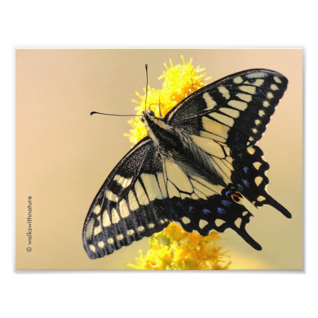 Beautiful Anise Swallowtail Butterfly in the Sun Photo Print (Front)