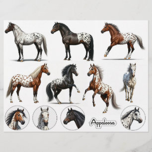 Beautiful Appaloosa Horse Illustrations
