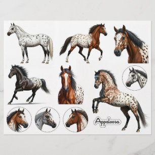 Beautiful Appaloosa Horse Illustrations