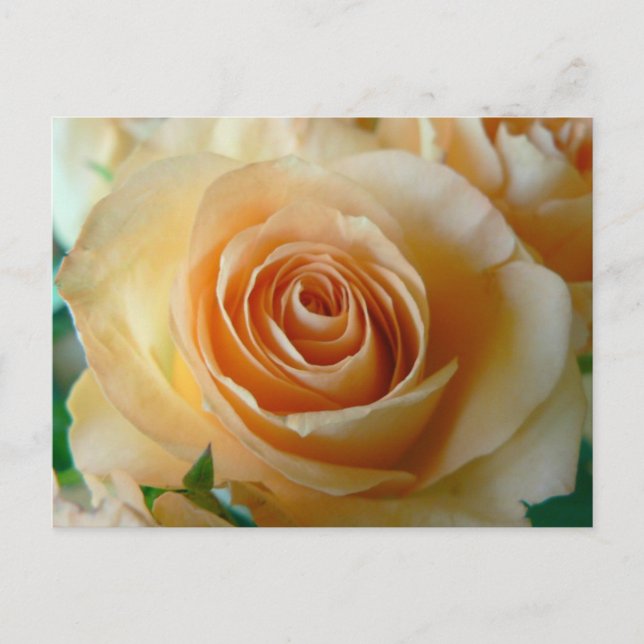 Beautiful Apricot  Rose Postcard (Front)