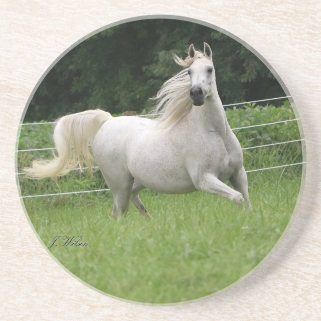 Beautiful Arabian Mare Coaster - 2 (Front)