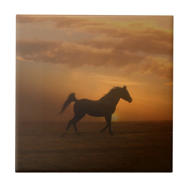Beautiful Arabian Sunset Art Tile Horse Lover (Front)