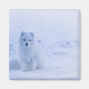 Beautiful Arctic Fox Magnet