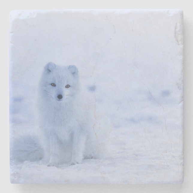 Beautiful Arctic Fox Stone Coaster (Front)