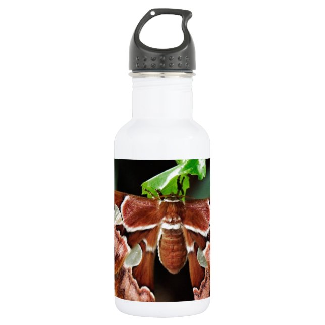 Beautiful Atlas Moth 532 Ml Water Bottle (Front)