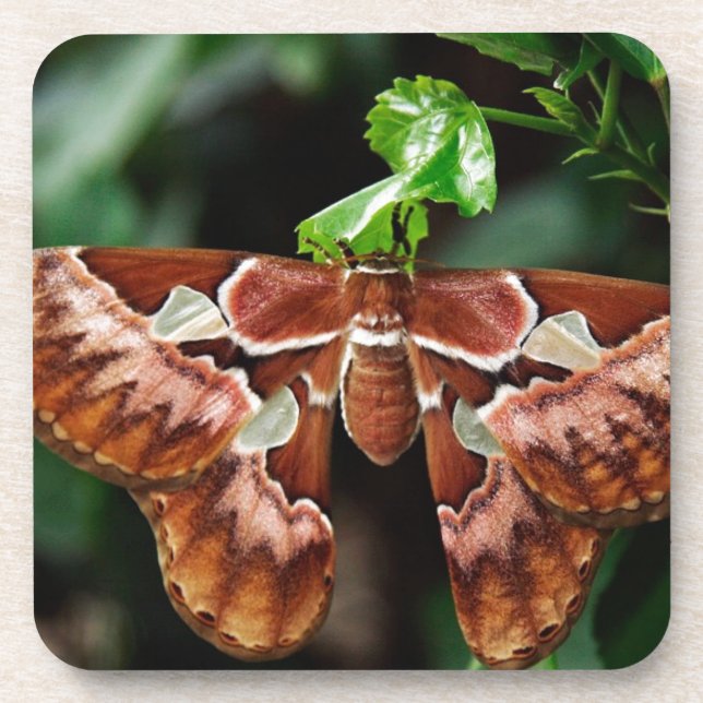 Beautiful Atlas Moth Coaster (Front)