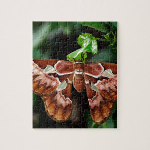 Beautiful Atlas Moth Jigsaw Puzzle