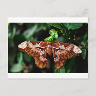 Beautiful Atlas Moth Postcard