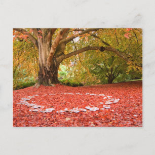 Beautiful Autumn Fall Nature Fairy Ring Postcard