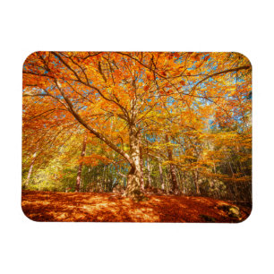 Beautiful Autumn Forest Magnet