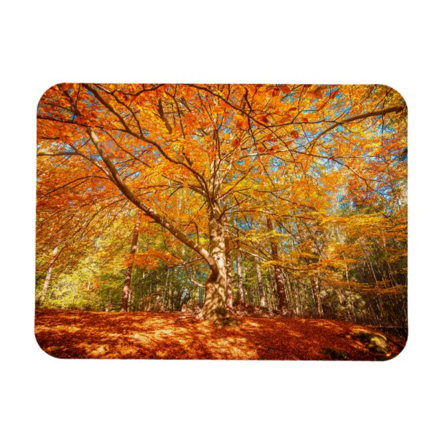 Beautiful Autumn Forest Magnet (Horizontal)