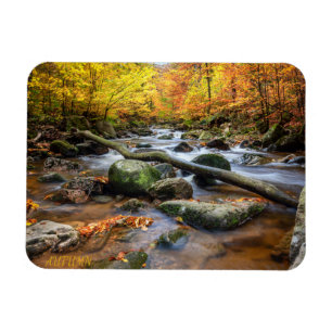 Beautiful Autumn Forest Magnet