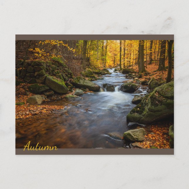Beautiful Autumn Forest Postcard (Front)