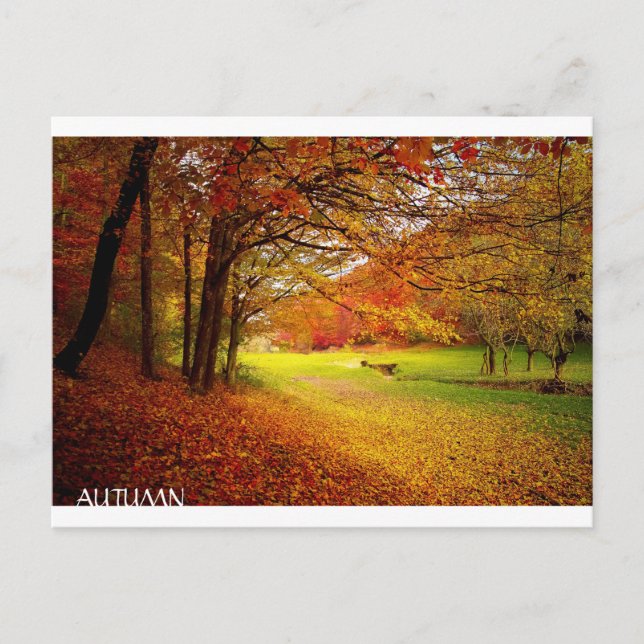 Beautiful Autumn Forest Postcard (Front)
