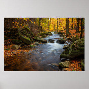 Beautiful Autumn Forest Poster