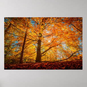 Beautiful Autumn Forest  Poster