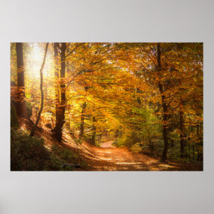 Beautiful Autumn Forest Poster