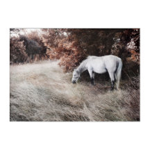 Beautiful autumn landscape with white horse