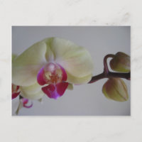 Beautiful Baby Yellow Orchids