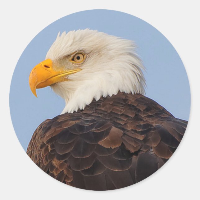 Beautiful Bald Eagle in a Tree Classic Round Sticker (Front)