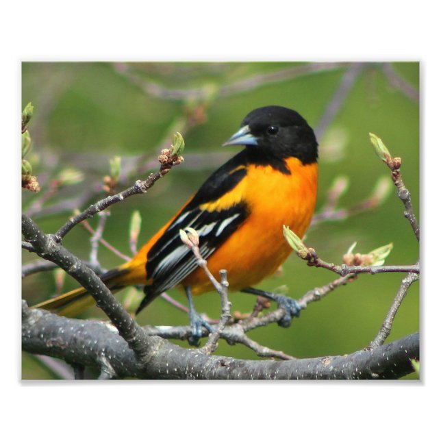 Beautiful Baltimore Oriole Photo Print (Front)