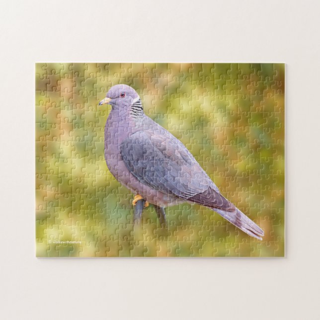 Beautiful Band-Tailed Pigeon in My Backyard Jigsaw Puzzle (Horizontal)