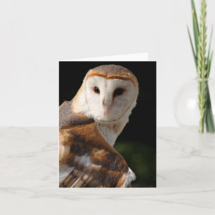 Beautiful Barn Owl notecard