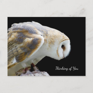 Beautiful Barn Owl Photograph Thinking of You Postcard