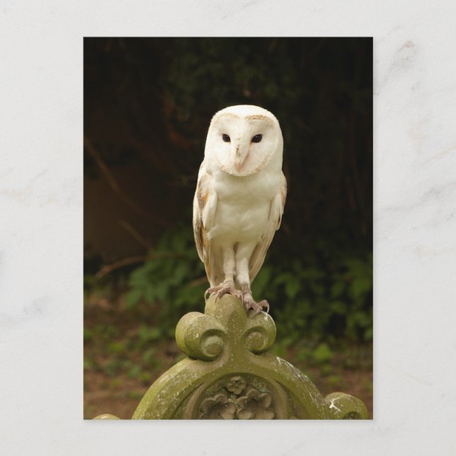 Beautiful Barn Owl Postcard (Front)
