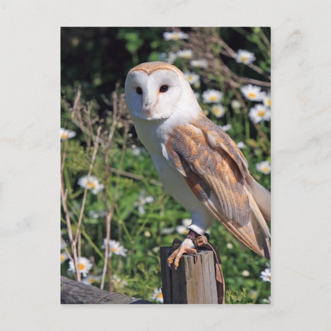 Beautiful barn owl postcard (Front)