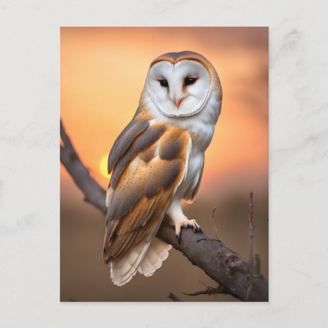 Beautiful Barn Owl Postcard (Front)