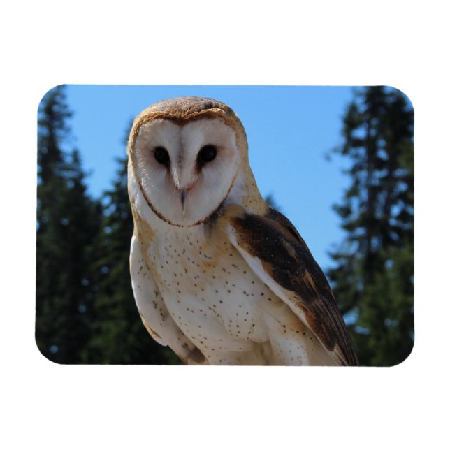 Beautiful Barn Owl With Sky and Green Trees Photo Magnet (Horizontal)