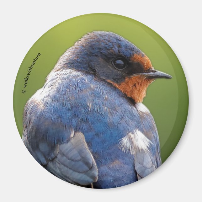 Beautiful Barn Swallow Magnet (Front)