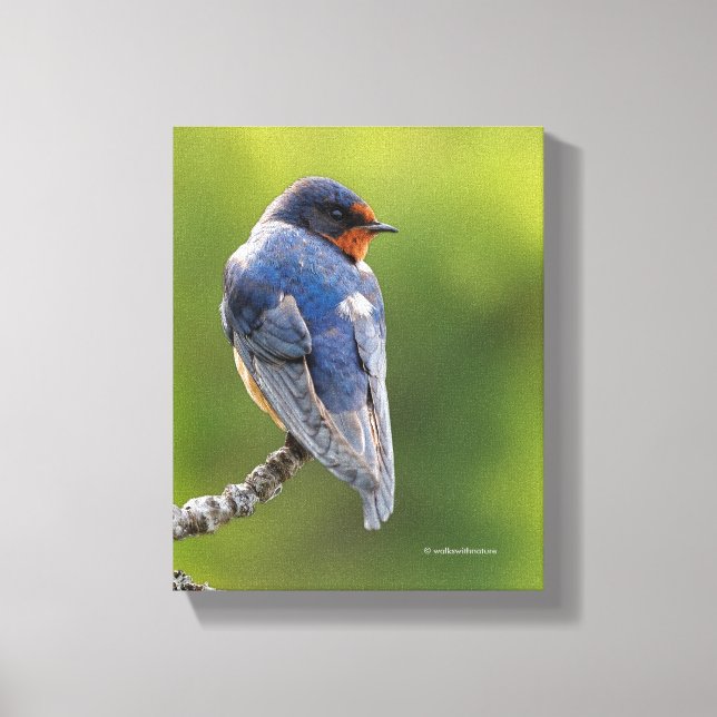 Beautiful Barn Swallow on a Branch Canvas Print (Front)
