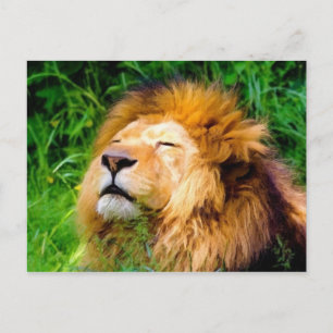 Beautiful Basking Male Lion African Wildlife Postcard