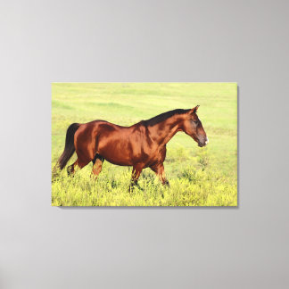 Beautiful Bay Horse Canvas Print