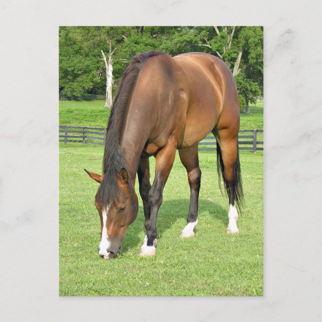 Beautiful bay horse postcard (Front)
