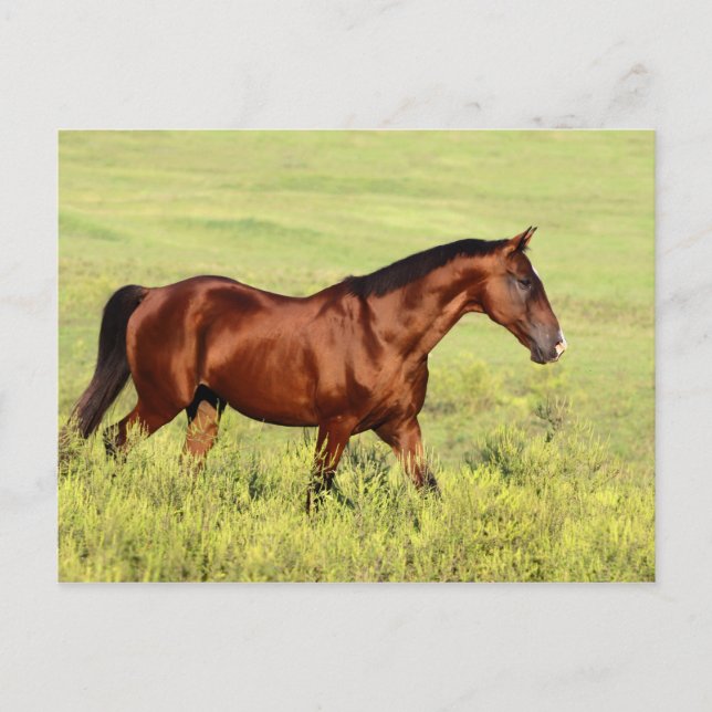 Beautiful Bay Horse Postcard (Front)