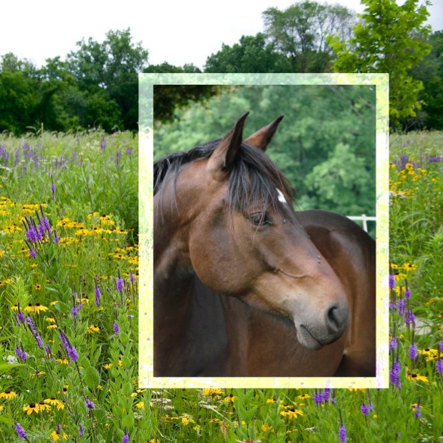 Beautiful Bay Horse Postcard (Creator Uploaded)